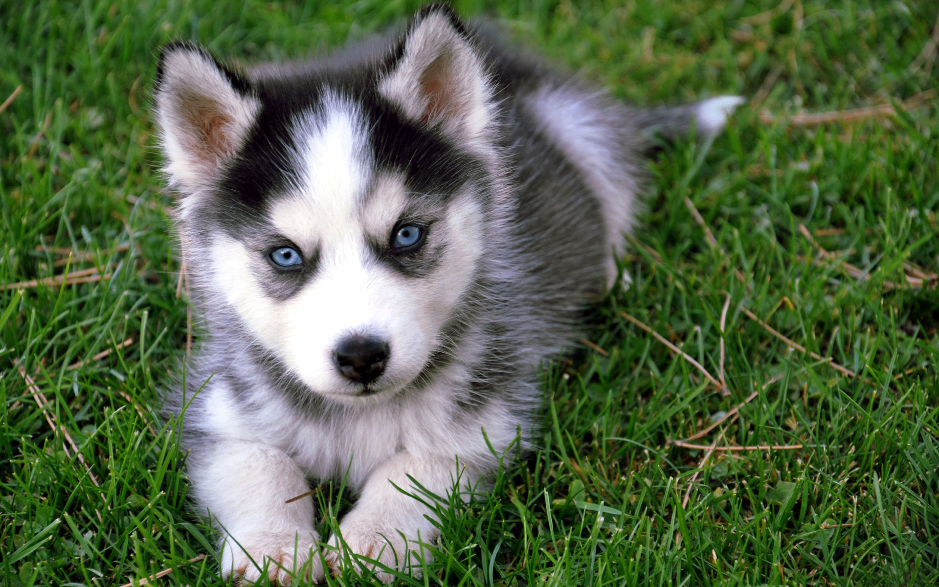 Animals_Dogs_Siberian_Husky_026738_