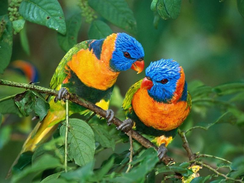 bird%20colorful%20birds