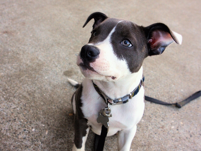Cute Dog_16795430