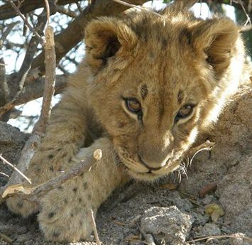 cute-wild-lion-photography