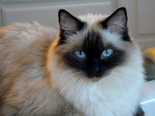 ragdolls3
