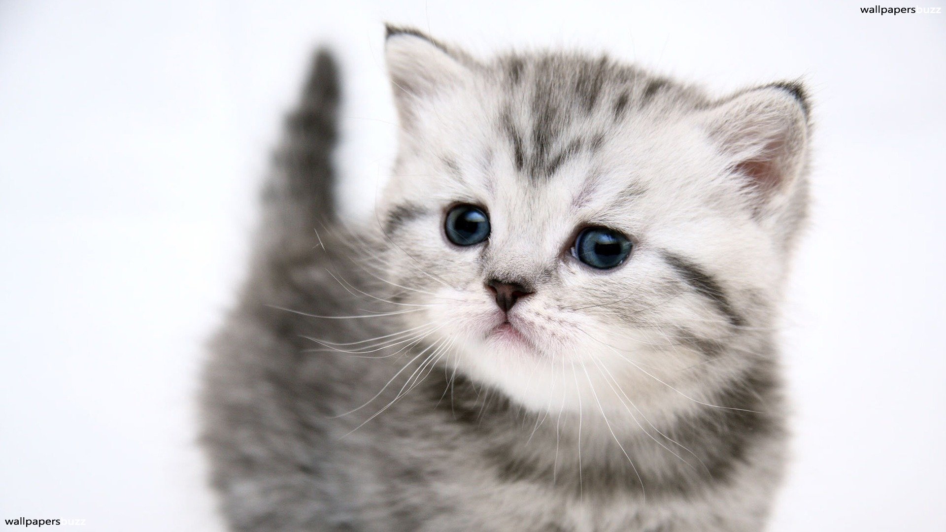 sweet-cats-ments-for-small-gray-kitty-hd-227134