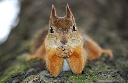04_cute_animals_squirrel