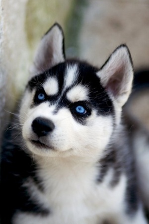 siberian-husky-profile