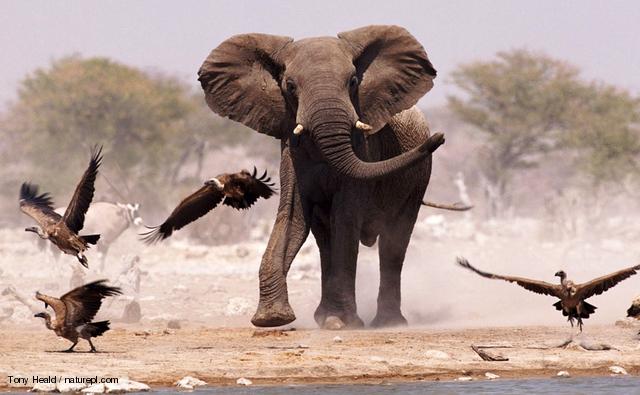 animal_1