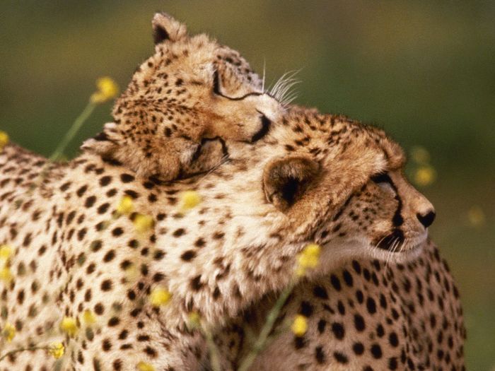Animals Hugging Photo