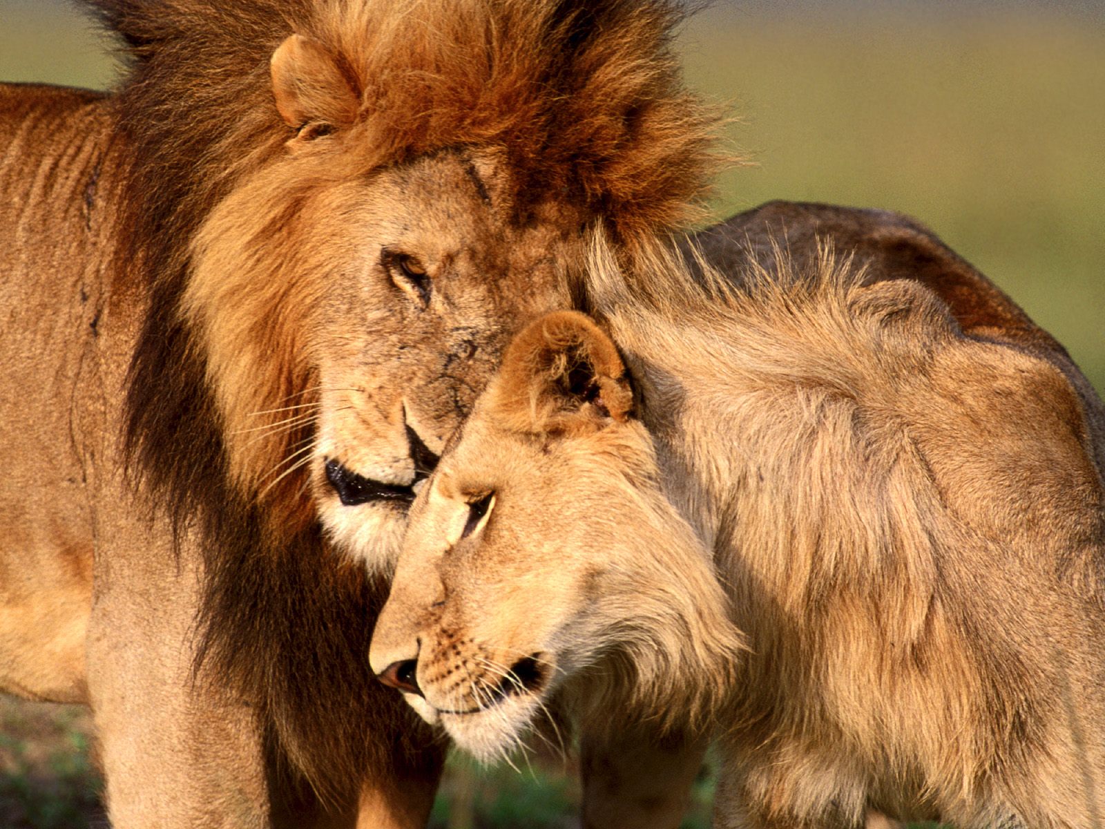 The-best-top-desktop-lion-wallpapers-hd-lion-wallpaper-18